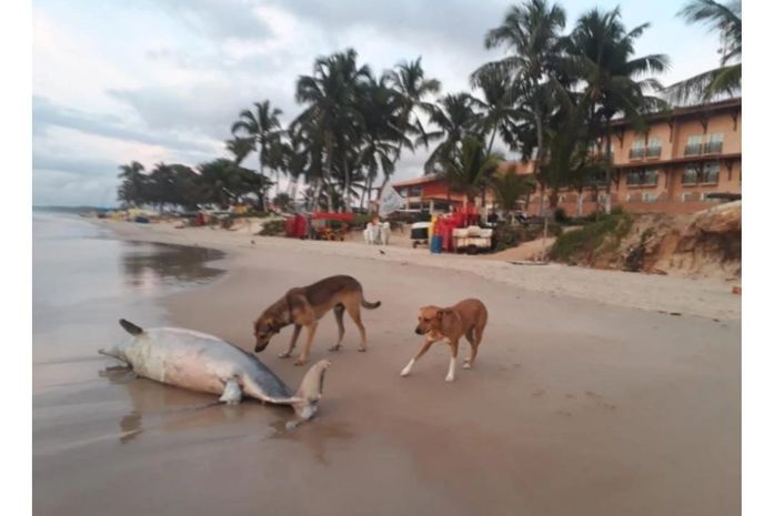 Golfinho é encontrado morto na Praia do Francês em Marechal Deodoro