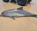 Boto-cinza é encontrado morto na Praia do Francês com marcas que podem indicar contato com rede de pesca