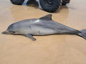 Boto-cinza é encontrado morto na Praia do Francês com marcas que podem indicar contato com rede de pesca