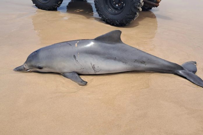 Boto-cinza é encontrado morto na Praia do Francês com marcas que podem indicar contato com rede de pesca