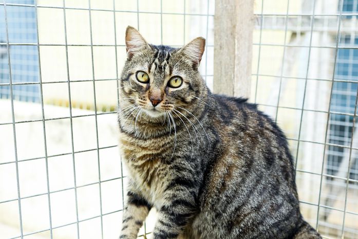 Praça Centenário recebe feira de adoção de animais
