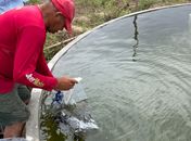 Mais de 500 famílias são beneficiadas com alevinos distribuídos pelo Governo de Alagoas