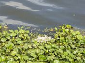 IMA identifica responsável por mortandade de peixes no rio Camaragibe