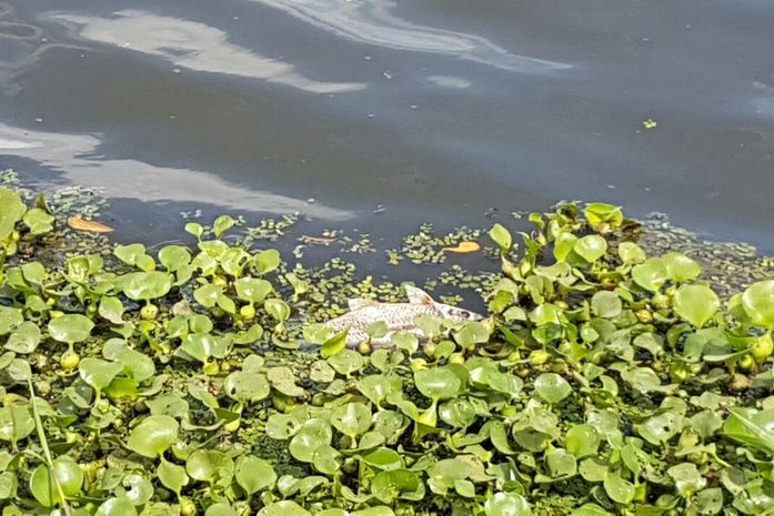 IMA identifica responsável por mortandade de peixes no rio Camaragibe