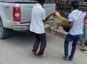 Cadela foi resgatada por populares