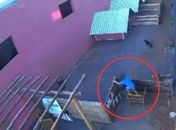 Criança que massacrou 23 animais disse que não foi a primeira vez