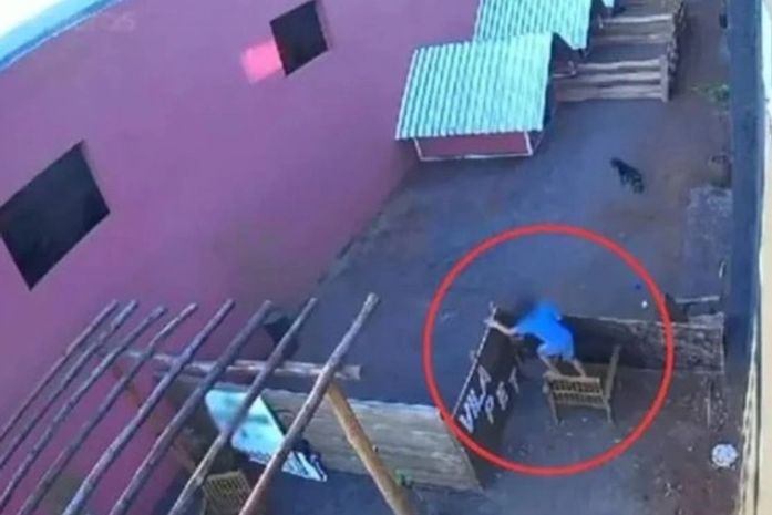 Criança que massacrou 23 animais disse que não foi a primeira vez