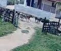 Criança salva primo de 5 anos de manada em Palmeira dos Índios
