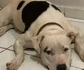 Tutor relata morte de pitbull após queima de fogos durante jogo da Seleção Brasileira em Maceió