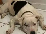 Tutor relata morte de pitbull após queima de fogos durante jogo da Seleção Brasileira em Maceió