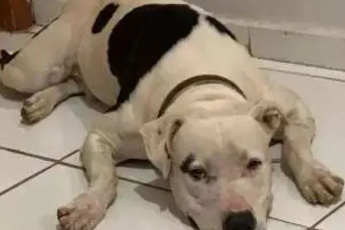 Tutor relata morte de pitbull após queima de fogos durante jogo da Seleção Brasileira em Maceió