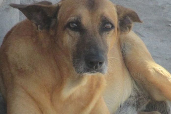 Sem a companhia de Júnior Ferreira,Quitéria caminha só.