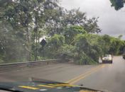 Queda de árvore interrompe parcialmente trânsito na BR-316