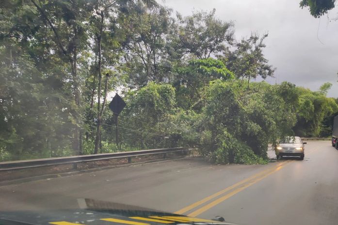 Queda de árvore interrompe parcialmente trânsito na BR-316