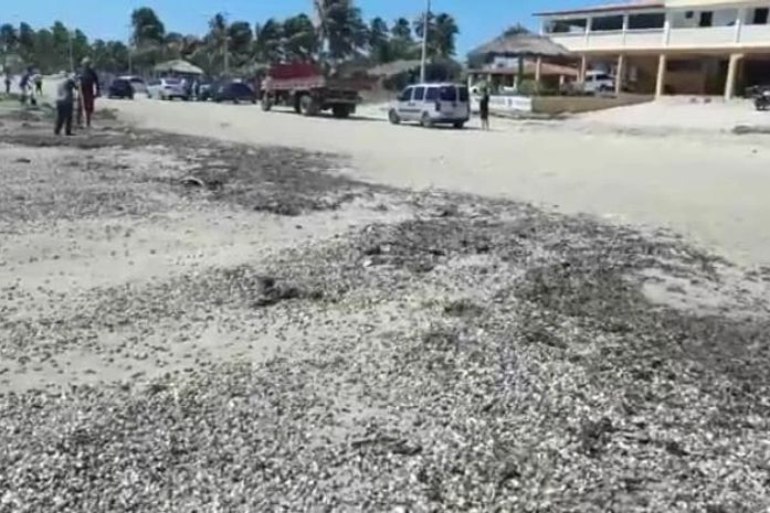 Grande quantidade do molusco foi encontrada misturadas a óleo no local.