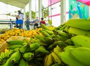 Prefeitura de Penedo já distribuiu mais de 140 toneladas de alimentos da agricultura familiar nas escolas