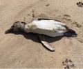 Em menos de uma semana, mais um pinguim é encontrado no litoral alagoano