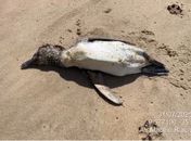 Em menos de uma semana, mais um pinguim é encontrado no litoral alagoano