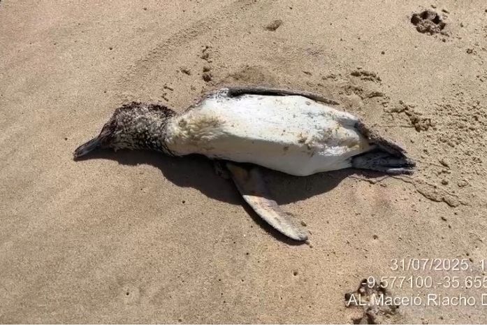 Em menos de uma semana, mais um pinguim é encontrado no litoral alagoano