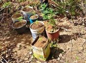 Em Água Branca, polícia prende homem com plantação de maconha