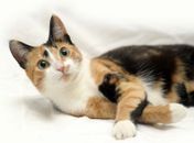 Causa Animal alerta tutores sobre infecção uterina em gatas e cadelas; entenda