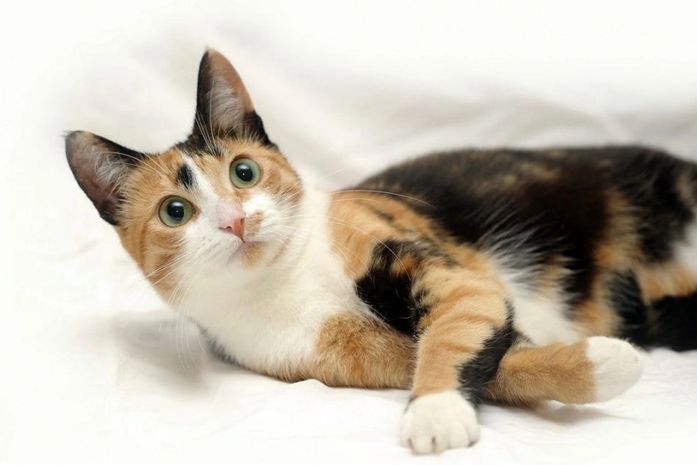 Causa Animal alerta tutores sobre infecção uterina em gatas e cadelas; entenda