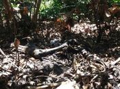 Ossada é encontrada por populares em mata de Piaçabuçu