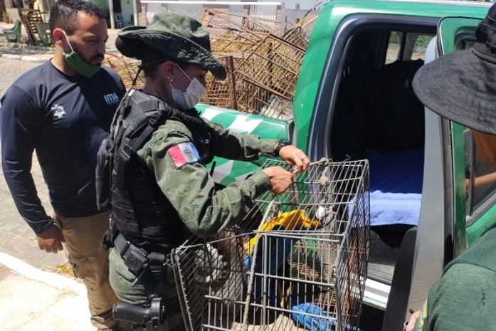 Durante “Operação Libertas”, BPA apreende 35 aves silvestres