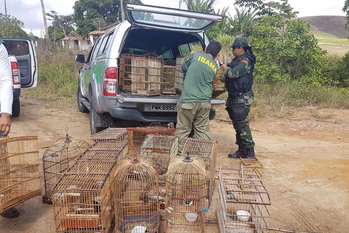 Animais silvestres apreendidos