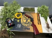 Polícia prende homem com plantação de maconha e apreende arma de fogo e cocaína