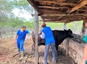 Prefeitura leva melhoramento genético bovino a produtores de Delmiro Gouveia
