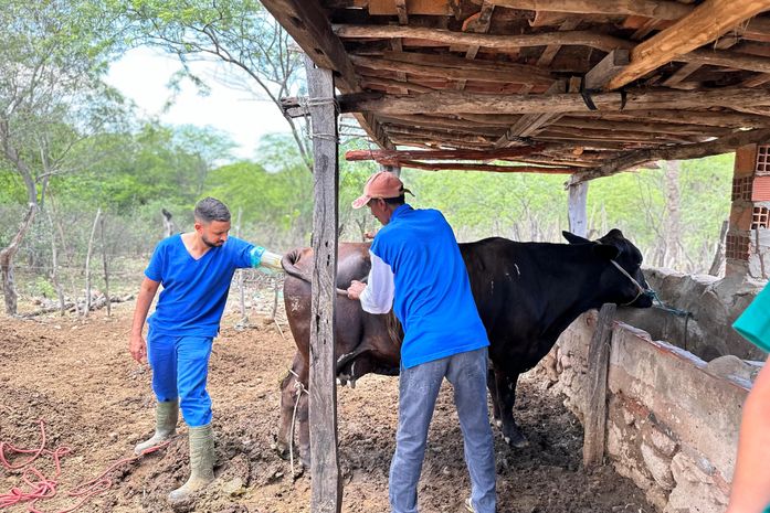 Prefeitura leva melhoramento genético bovino a produtores de Delmiro Gouveia
