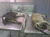Cães envenenados no Francês são socorridos por ONG