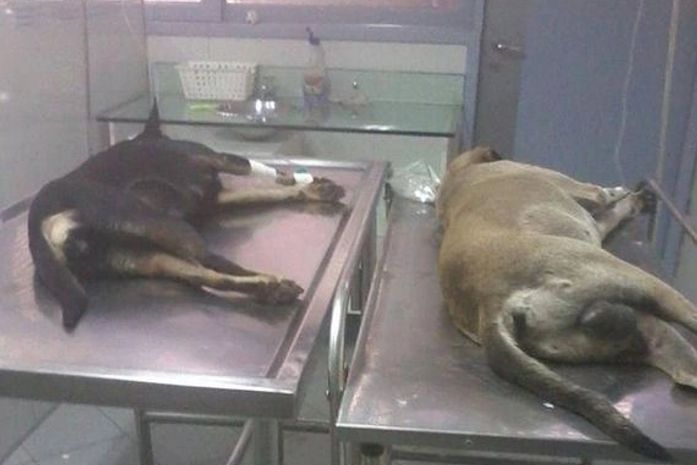 Cães envenenados no Francês são socorridos por ONG