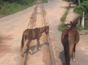 Cavalos circulando também na zona urbana atrapalham o tráfego

