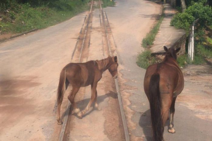 Cavalos circulando também na zona urbana atrapalham o tráfego

