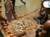 Pesquisa indica peixes que podem ser consumidos por brasileiros