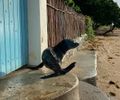 Lobo-marinho encontrado morto em AL foi visto dias antes em Porto de Pedras