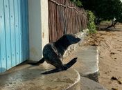 Lobo-marinho encontrado morto em AL foi visto dias antes em Porto de Pedras