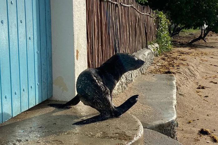Lobo-marinho encontrado morto em AL foi visto dias antes em Porto de Pedras