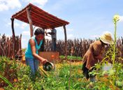 Setor de Agropecuária foi o que mais cresceu em relação ao ano de 2015