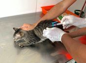 Feira de Adoção de animais irá ao shopping Pátio e à Rua Aberta no fim de semana