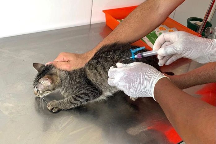 Feira de Adoção de animais irá ao shopping Pátio e à Rua Aberta no fim de semana