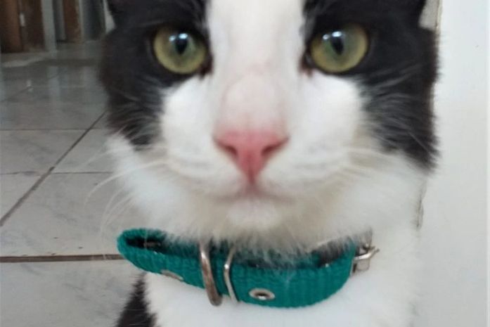Kevin, gato resgatado do Mercado e adotado na Unidade de Vigilância em Zoonoses.