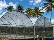 Seagri entrega novas estufas agrícolas para fortalecer a fruticultura alagoana