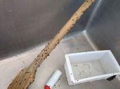 Fiscalização apreende uma tonelada de queijo e 50 kg de manteiga impróprios para consumo