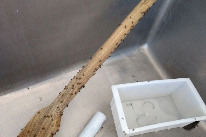 Fiscalização apreende uma tonelada de queijo e 50 kg de manteiga impróprios para consumo