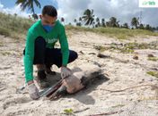 Carcaça de boto-cinza é encontrada na Praia do Francês