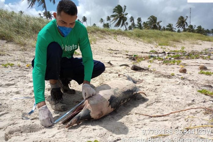 Carcaça de boto-cinza é encontrada na Praia do Francês