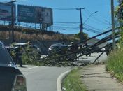 Queda de árvore bloqueia trecho da Leste-Oeste, em Maceió